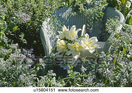 Still-life of white llies on Lloyd Loom chair in flowering borage plants View Large Photo Image Stock Image - Still-life of white llies on Lloyd Loom chair in flowering borage plants. Fotosearch