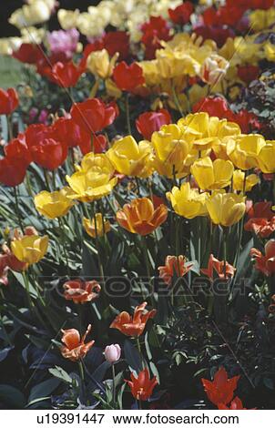 Still-life of yellow and red tulips in spring border View Large Photo Image Stock Photo - Still-life of yellow and red tulips in spring border. Fotosearch