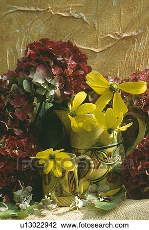 Still-life of yellow rudbeckia in yellow jugs beside red hydrangea flowers View Large Photo Image Stock Image - Still-life of yellow rudbeckia in yellow jugs beside red hydrangea flowers. Fotosearch