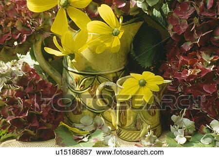 Still-life of yellow rudbeckia in yellow jugs beside red hydrangea flowers View Large Photo Image Stock Photo - Still-life of yellow rudbeckia in yellow jugs beside red hydrangea flowers. Fotosearch