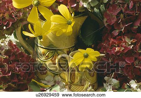 Stock Photo - Still-life of yellow rudbeckia in yellow jugs beside red hydrangea flowers. Fotosearch