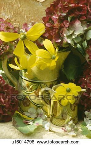 Stock Photograph - Still-life of yellow rudbeckia in yellow jugs beside red hydrangea flowers. Fotosearch
