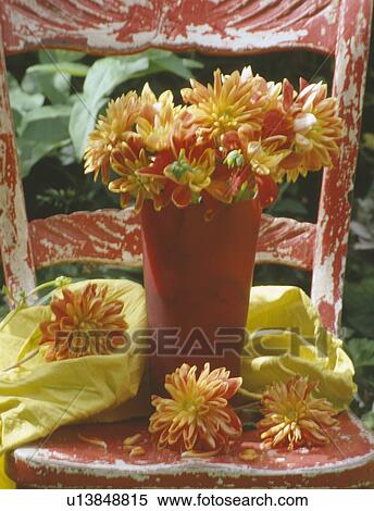 Still-life of yellow+red dahlias in red vase on painted red+white chair View Large Photo Image Stock Photography - Still-life of yellow+red dahlias in red vase on painted red+white chair. Fotosearch