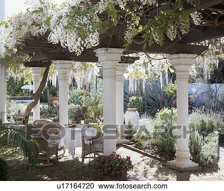 Table and chairs below tall neo-classical pillars covered with white wisteria in large courtyard garden View Large Photo Image Stock Image - Table and chairs below tall neo-classical pillars covered with white wisteria in large courtyard garden. Fotosearch