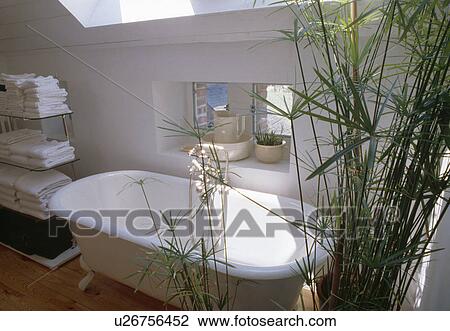 Stock Image - Tall houseplant and rolltop bath in modern white bathroom. Fotosearch