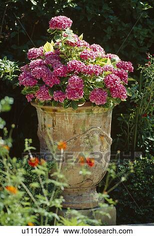 Picture - Urn with pink mophead hydrangea.. Fotosearch