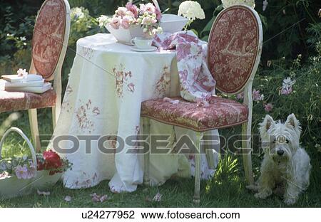Stock Image - West Highland terrier below pink+white Louis chairs and circular table with pretty cloth. Fotosearch