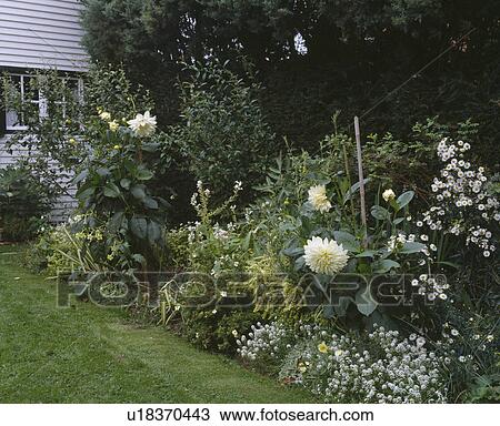 Stock Image - White clapperboard house with white border with sweet alyssum dahlias, feverfew and nicotiana.. Fotosearch