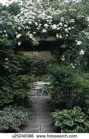 Stock Photograph - White climbing rose on arch above paved path leading to white table and chairs on small patio in walled country garden. Fotosearch