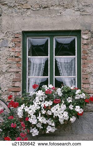 Stock Image - White petunias and red geraniums in window-box below window with lace curtains in country cottage. Fotosearch
