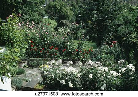 White shrub roses in country garden in summer View Large Photo Image Stock Photo - White shrub roses in country garden in summer. Fotosearch