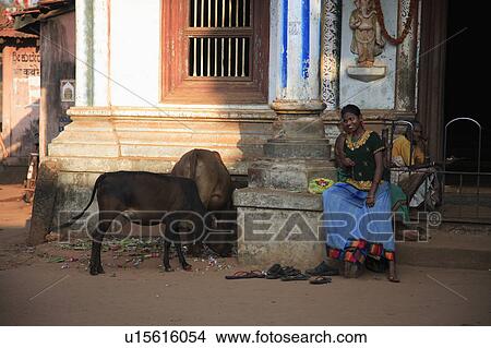 Woman and holy cows outside temple. View Large Photo Image Picture - Woman and holy cows outside temple.. Fotosearch