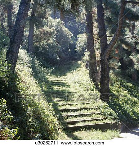 Wooded hillside with railway sleepers used as steps through trees View Large Photo Image Stock Image - Wooded hillside with railway sleepers used as steps through trees. Fotosearch