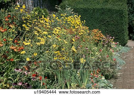 Yellow achillea in summer garden border View Large Photo Image Picture - Yellow achillea in summer garden border. Fotosearch