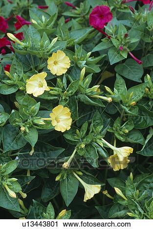 Stock Image -  Yellow and pink specimens of Glory of Peru.. Fotosearch
