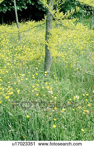 Yellow buttercups growing in long grass below small tree View Large Photo Image Stock Image - Yellow buttercups growing in long grass below small tree . Fotosearch