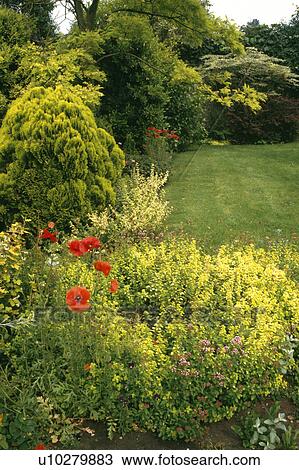 Yellow flowering and conifer shrubs in large border in country garden View Large Photo Image Stock Image - Yellow flowering and conifer shrubs in large border in country garden. Fotosearch