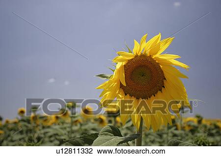 Yellow sunflowers at Arcos de la frontera Golf course Southern Spain View Large Photo Image Stock Image - Yellow sunflowers at Arcos de la frontera Golf course Southern Spain. Fotosearch