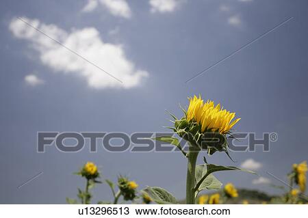 Yellow sunflowers at Arcos de la frontera Golf course Southern Spain View Large Photo Image Stock Image - Yellow sunflowers at Arcos de la frontera Golf course Southern Spain. Fotosearch