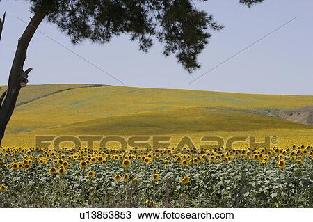 Yellow sunflowers at Arcos de la frontera Golf course Southern Spain View Large Photo Image Stock Image - Yellow sunflowers at Arcos de la frontera Golf course Southern Spain. Fotosearch