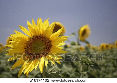 Stock Image - Yellow sunflowers at Arcos de la frontera Golf course Southern Spain. Fotosearch