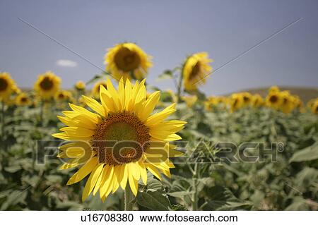 Yellow sunflowers at Arcos de la frontera Golf course Southern Spain View Large Photo Image Stock Image - Yellow sunflowers at Arcos de la frontera Golf course Southern Spain. Fotosearch