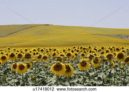 Stock Image - Yellow sunflowers at Arcos de la frontera Golf course Southern Spain. Fotosearch