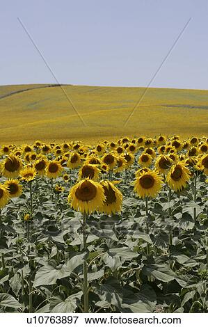 Yellow sunflowers at Arcos de la frontera Golf course Southern Spain View Large Photo Image Stock Photo - Yellow sunflowers at Arcos de la frontera Golf course Southern Spain. Fotosearch