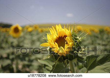 Yellow sunflowers at Arcos de la frontera Golf course Southern Spain View Large Photo Image Stock Photo - Yellow sunflowers at Arcos de la frontera Golf course Southern Spain. Fotosearch