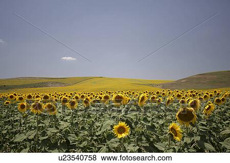 Stock Photo - Yellow sunflowers at Arcos de la frontera Golf course Southern Spain. Fotosearch