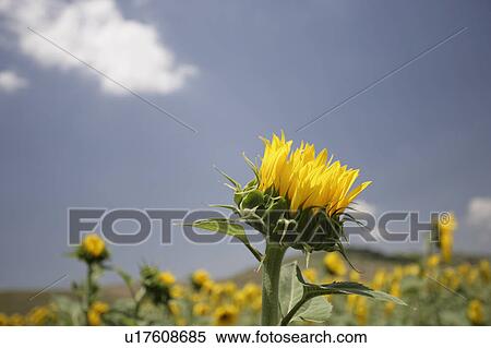 Stock Photography - Yellow sunflowers at Arcos de la frontera Golf course Southern Spain. Fotosearch