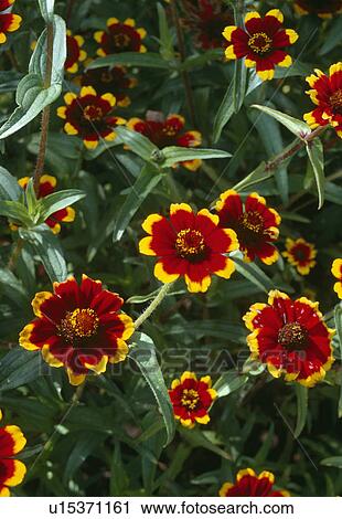 Zinnia 'Chippendale ' with its distinctive mahogany petals edged with yellow. View Large Photo Image Stock Image - Zinnia 'Chippendale ' with its distinctive mahogany petals edged with yellow.. Fotosearch