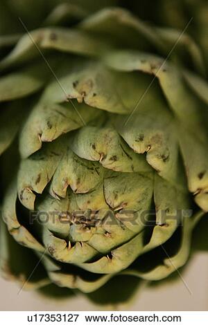 Stock Photo - Artichoke Close Up. Fotosearch