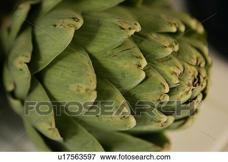 Artichoke Close Up View Large Photo Image Stock Photo - Artichoke Close Up. Fotosearch