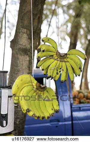 Stock Photo - Bananas, Grande Baie, Mauritius. Fotosearch