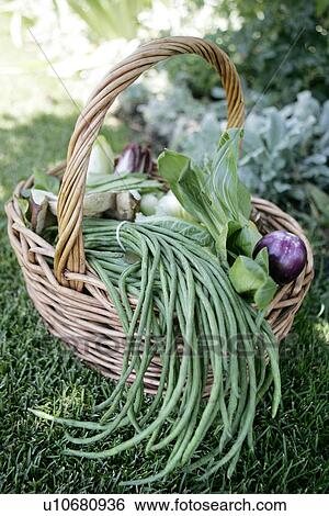 Basket with Organic Vegetables View Large Photo Image Stock Photograph - Basket with Organic Vegetables. Fotosearch