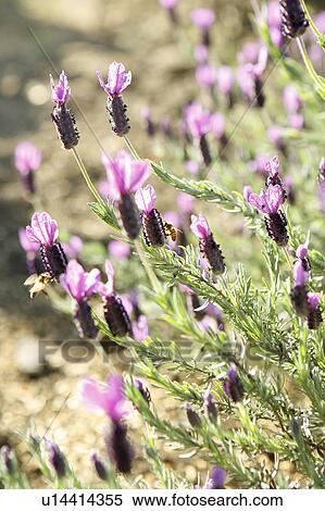 Stock Photography - Bee landing on a Lavender plant. Fotosearch
