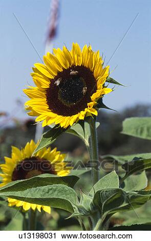 Stock Image - Bees on Sunflowers. Fotosearch