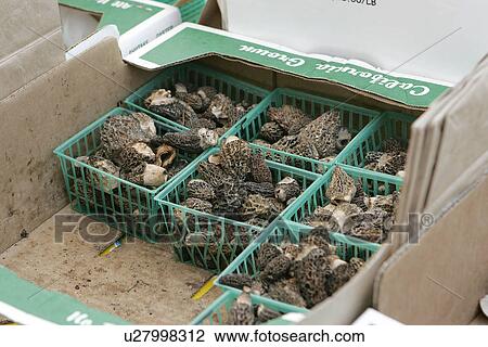 Stock Image - Black Morel Mushrooms at Farmers Market. Fotosearch