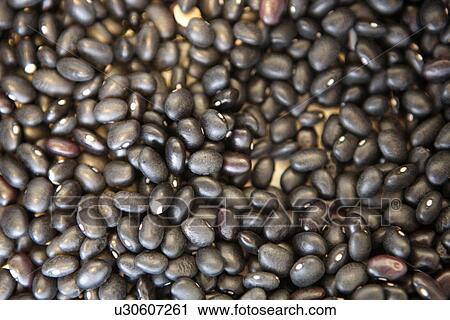 Black Velvet Beans View Large Photo Image Stock Image - Black Velvet Beans. Fotosearch