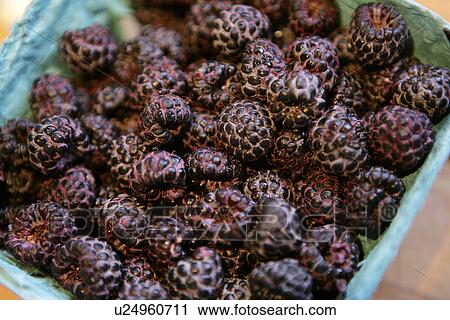 Stock Image - Blackberries. Fotosearch