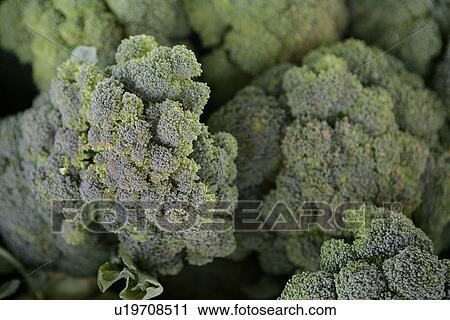Broccoli at Farmers Market View Large Photo Image Stock Image - Broccoli at Farmers Market. Fotosearch