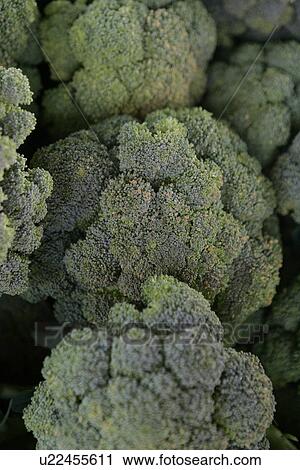 Stock Image - Broccoli at Farmers Market. Fotosearch