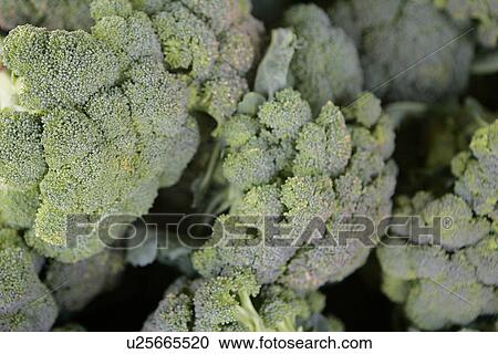 Stock Image - Broccoli at Farmers Market. Fotosearch