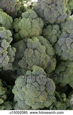 Broccoli at Farmers Market View Large Photo Image Stock Photography - Broccoli at Farmers Market. Fotosearch