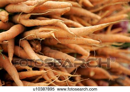 Carrots at Farmers Market View Large Photo Image Stock Photography - Carrots at Farmers Market. Fotosearch