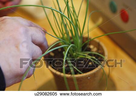 Stock Photography - Chives. Fotosearch