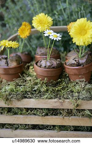 Stock Image - Chocolate flowerpot Muffins. Fotosearch