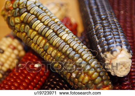Stock Image - Corn with Coloured Kernals. Fotosearch