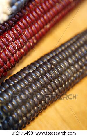 Stock Photo - Corn with Coloured Kernals. Fotosearch